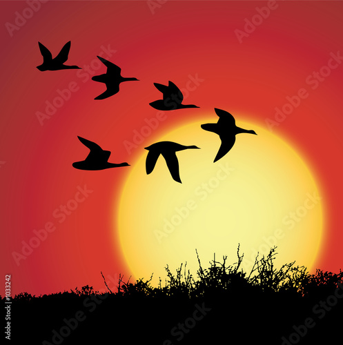 sunset