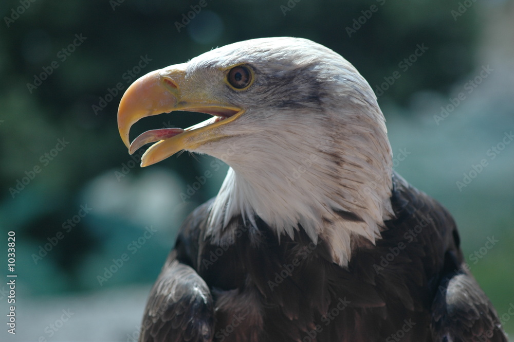 Fototapeta premium tête d'aigle 4