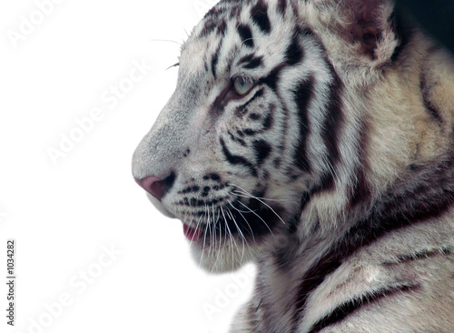 isolated white tiger
