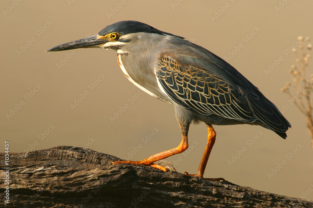 Obraz premium green-backed heron
