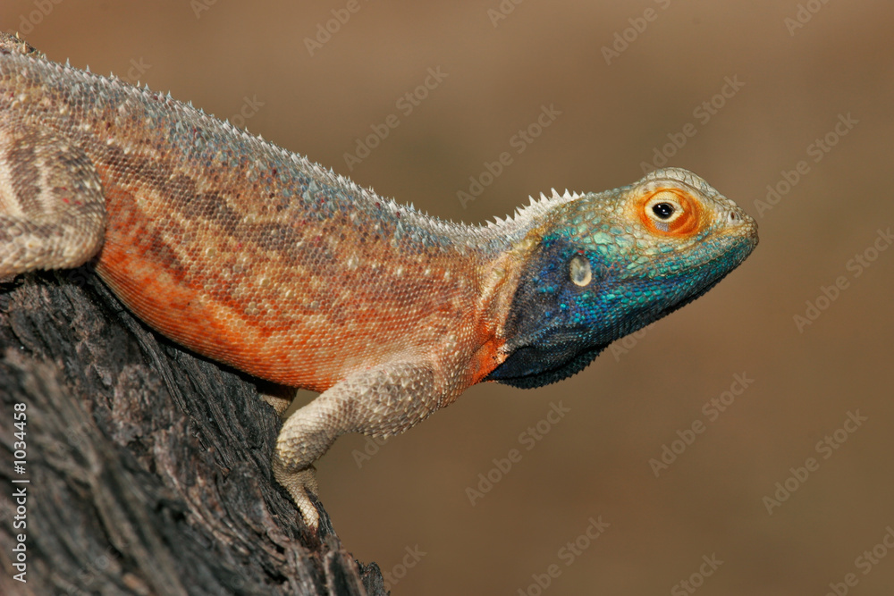 ground agama ground agama
