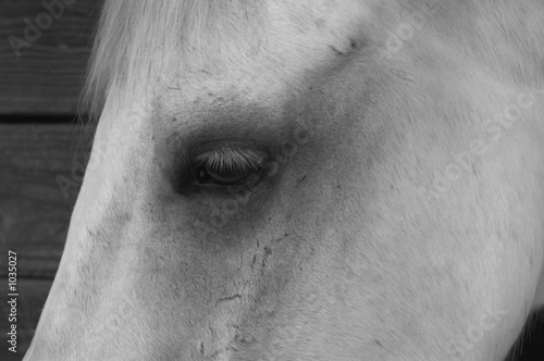 horse eye 1