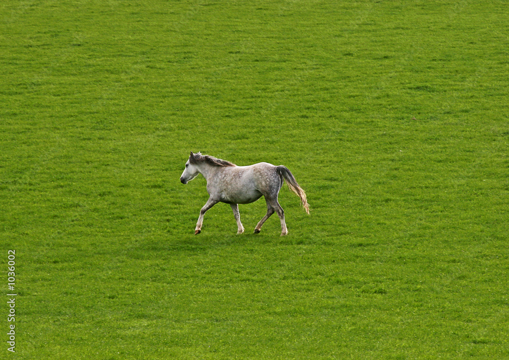 Obraz premium grey horse