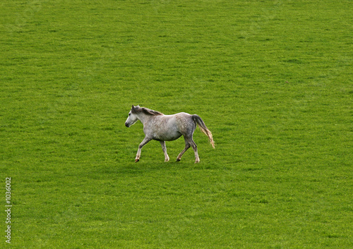 grey horse