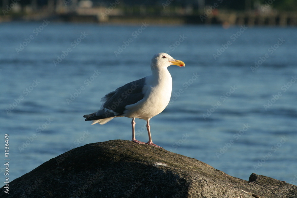 sea gull sea gull