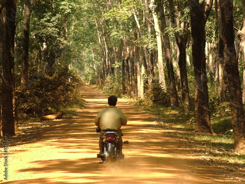 plantation, cambodge