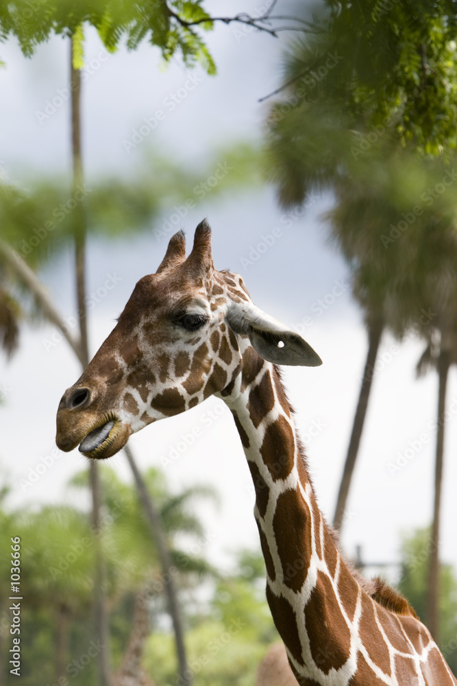 Fototapeta premium giraffe