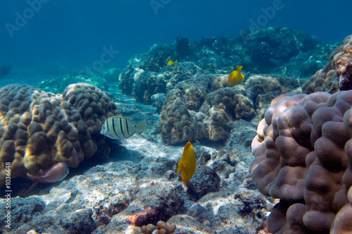 Fotografia, Obraz tropical fish and corals