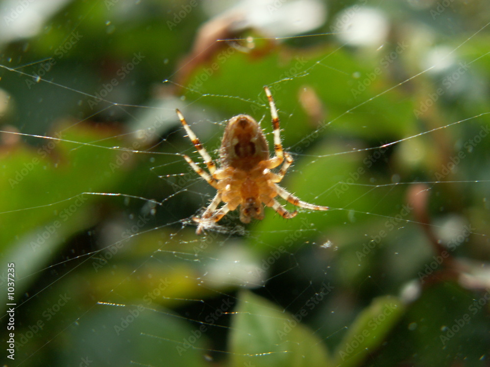 spider spider