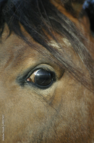 wild horse eye