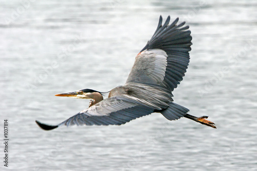 heron