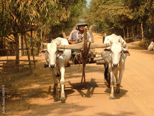 char a boeufs, cambodge photo