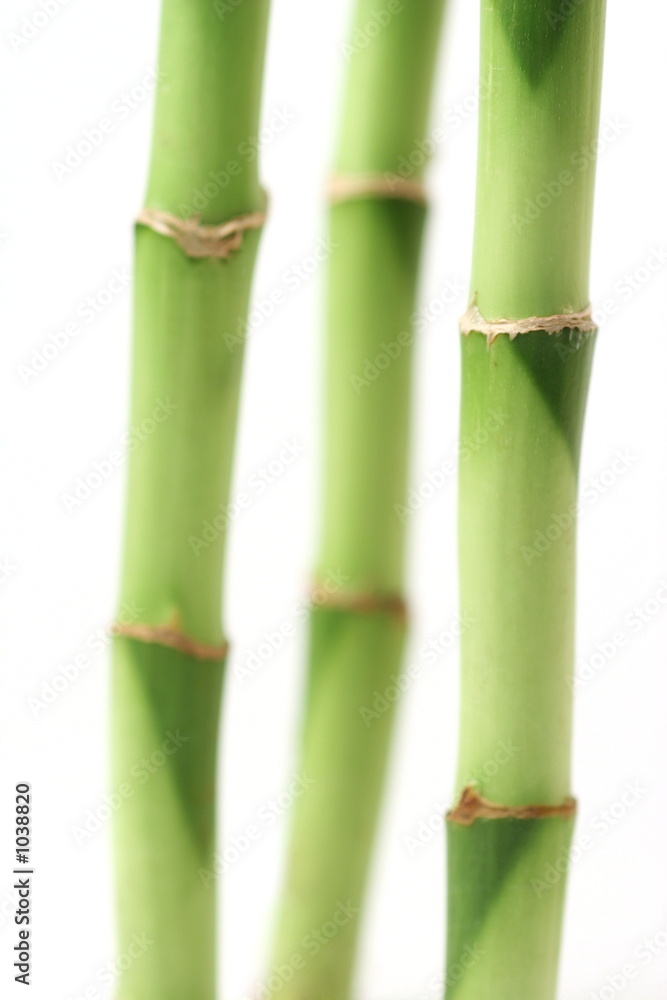 Naklejka premium 3 bambus halme