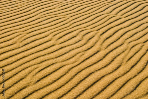 sand dune ribs