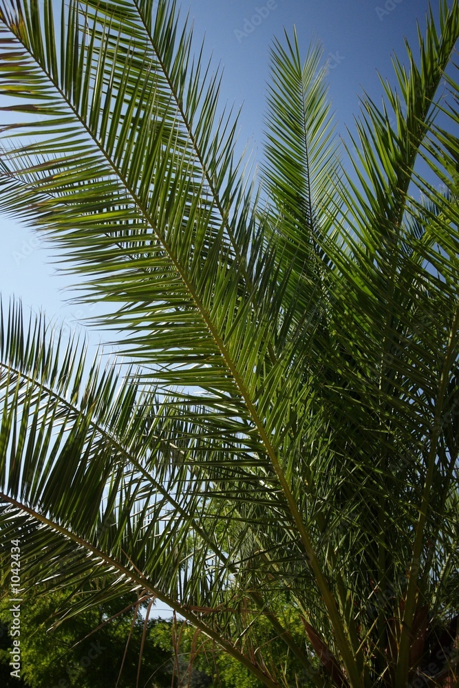 Fototapeta premium phoenix rupicola