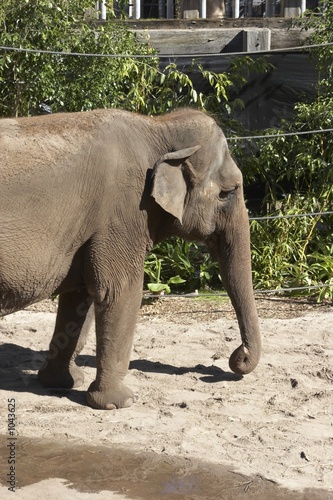 asian elephant front