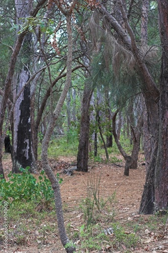 sw aussie bush