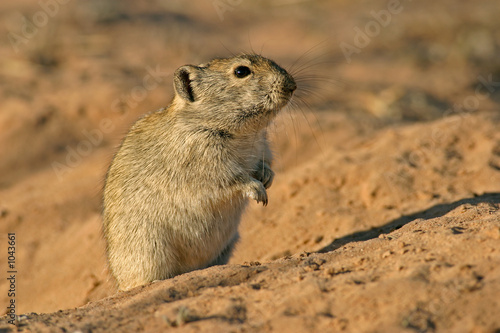 Slika na platnu whistling rat