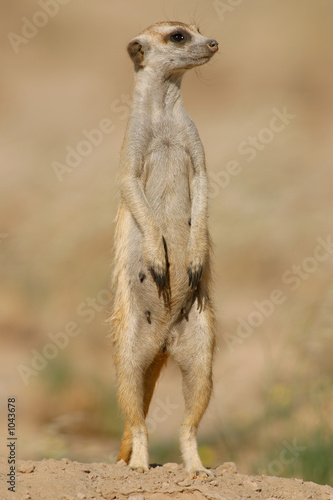 suricate photo