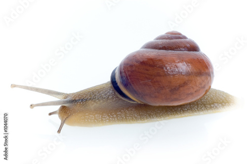 snail