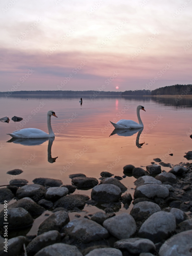 Fototapeta premium swans on sunset