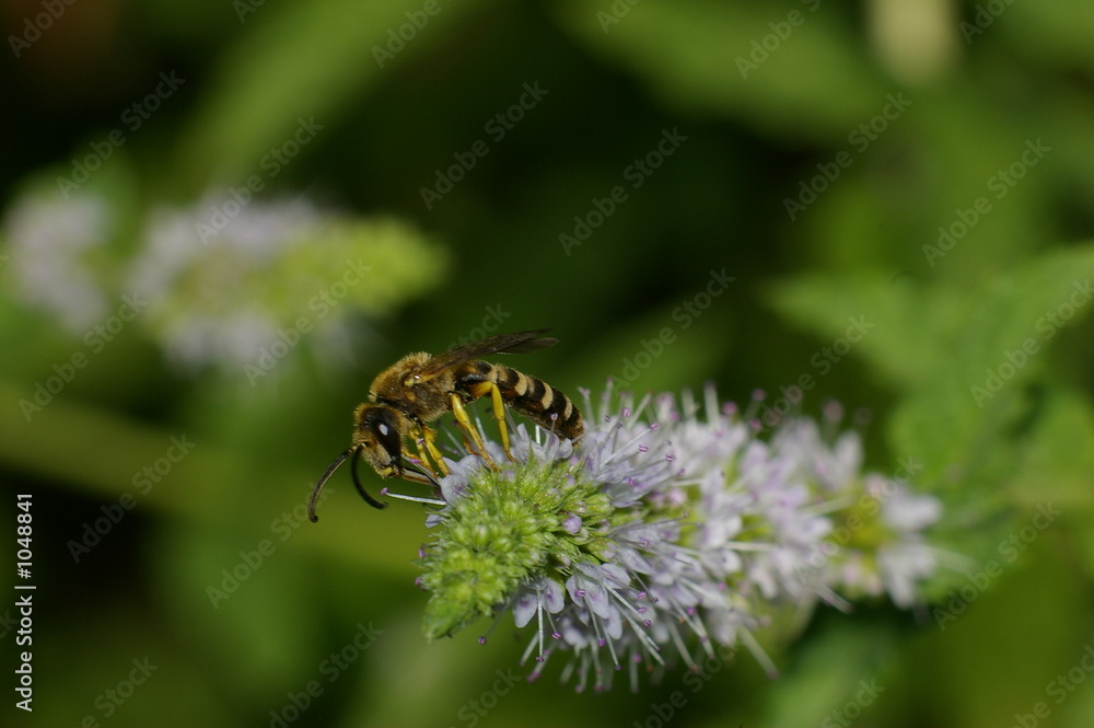 abeille / fleur abeille / fleur