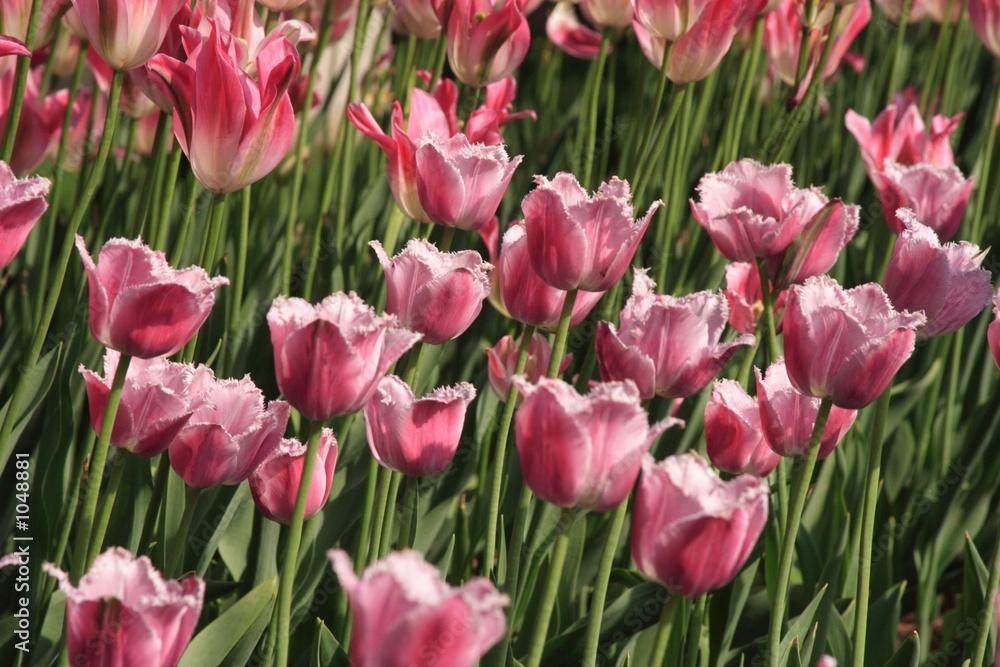 pink diamond tulips