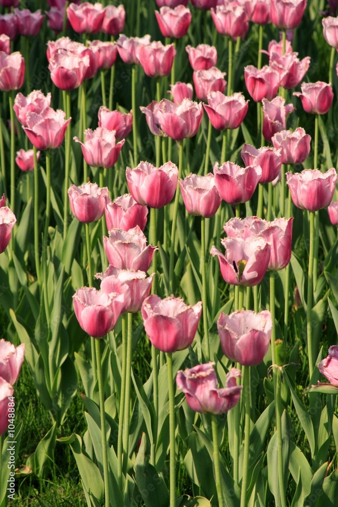 pink diamond tulips