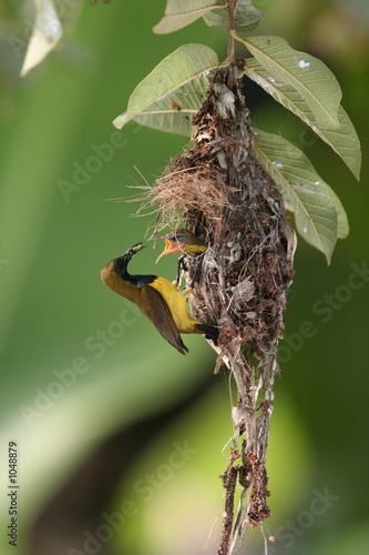olive-backed sunbird © Tan Kian Khoon