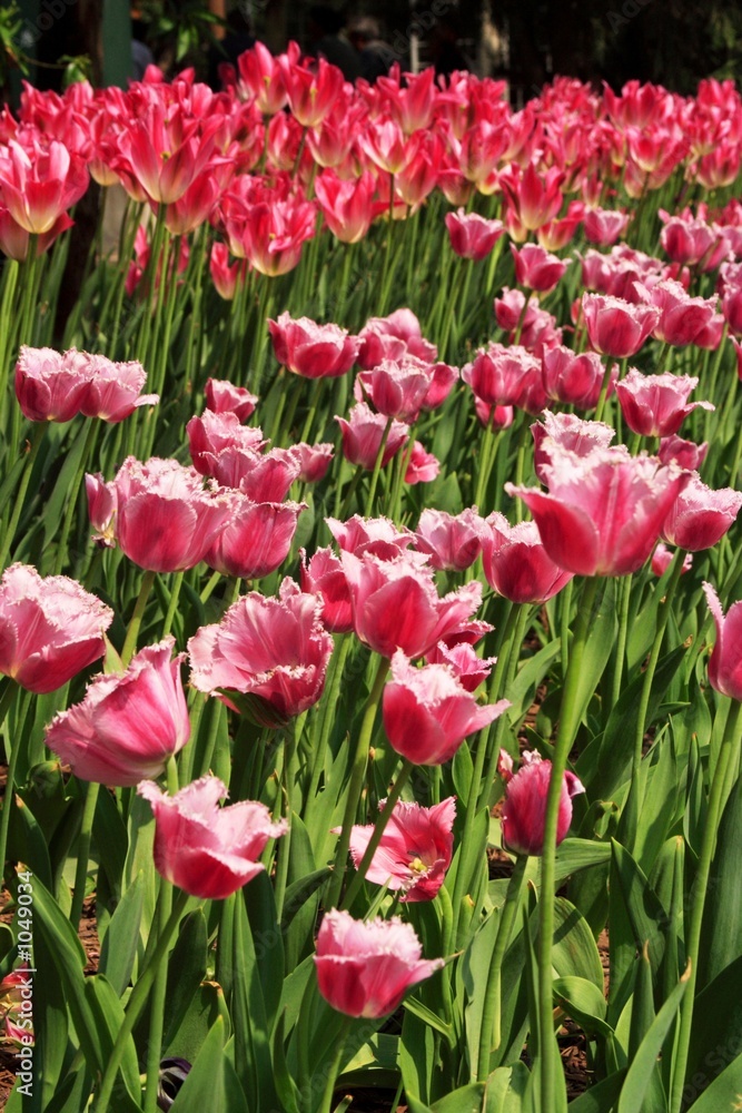 purple tulips purple tulips