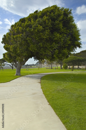 lopsided tree