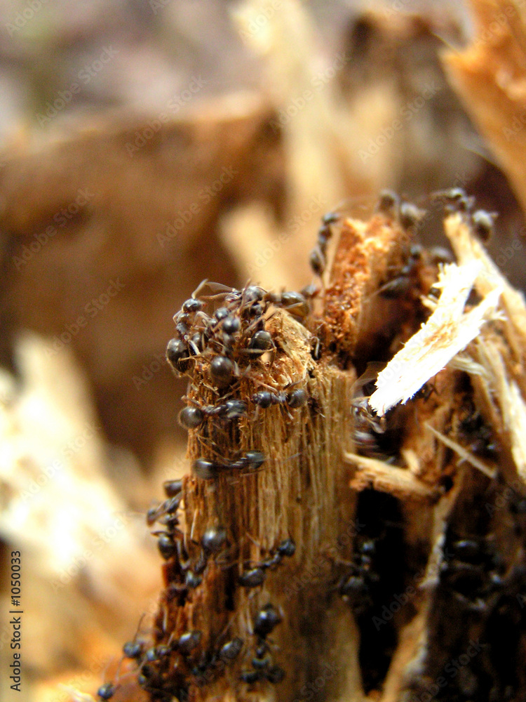 ant hill