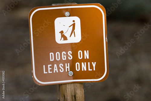 dogs on leash