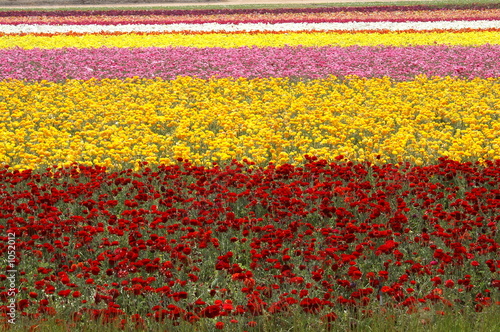 flower field