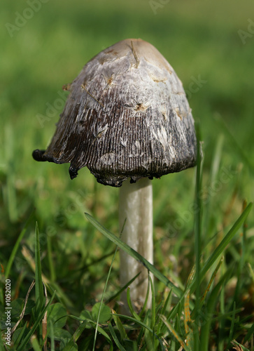 shaggy ink cap mushroom
