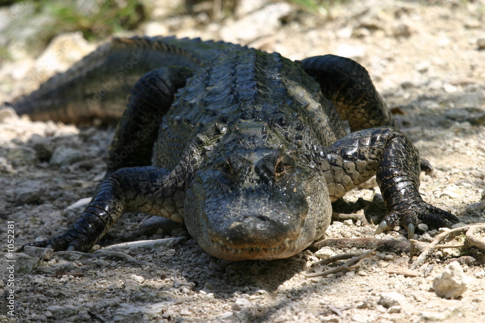 american alligator american alligator