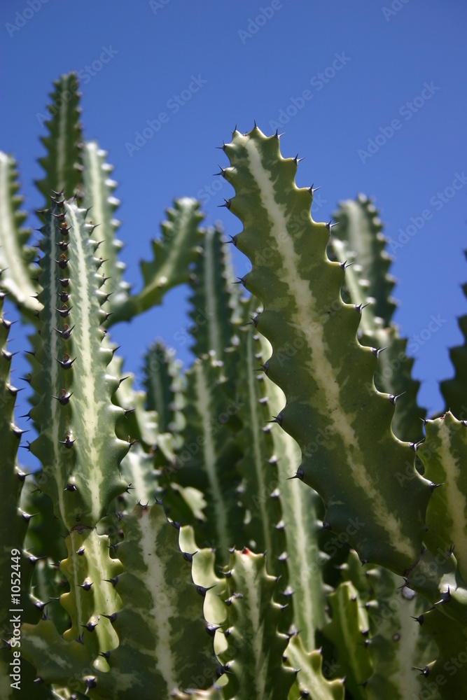 cactus in galapagos islands