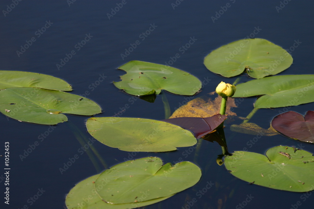 water lily water lily