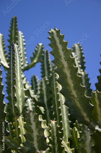 cactus in galapagos islands
