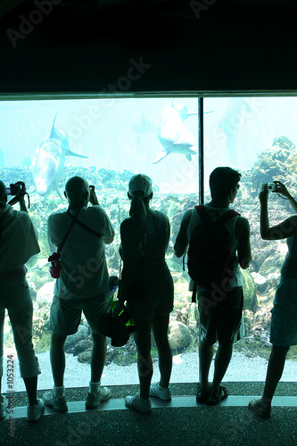 people photographing dolphins in an underwater vie