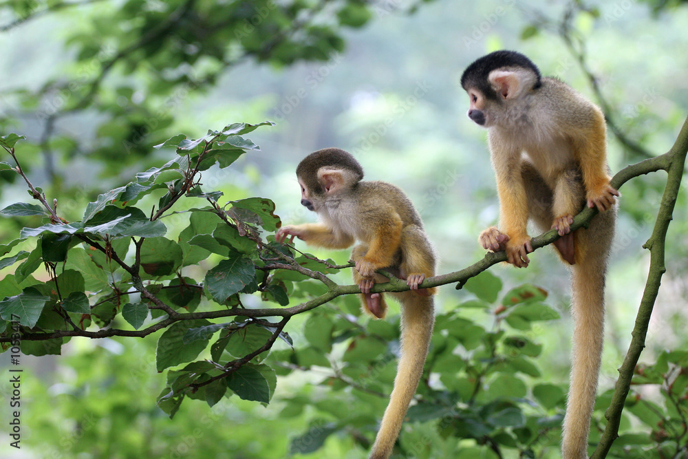 Fototapeta premium two baby squirrelmonkey out on adventure