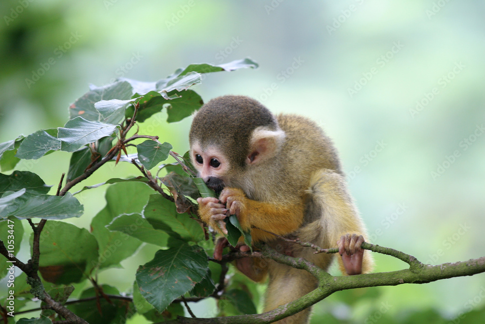 munching on the leaves munching on the leaves