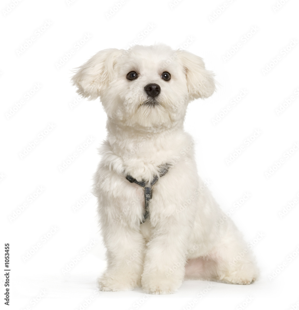 bichon maltais