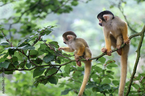 two baby squirrelmonkey out on adventure photo