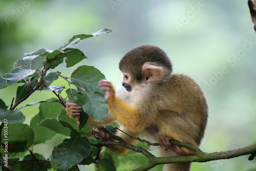 squirrel monkey photo