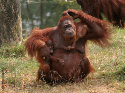 mother orang utan with two babies