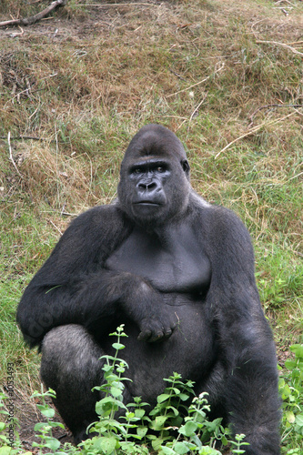 impressive gorilla © Simone van den Berg
