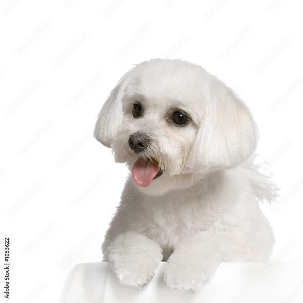 bichon maltais