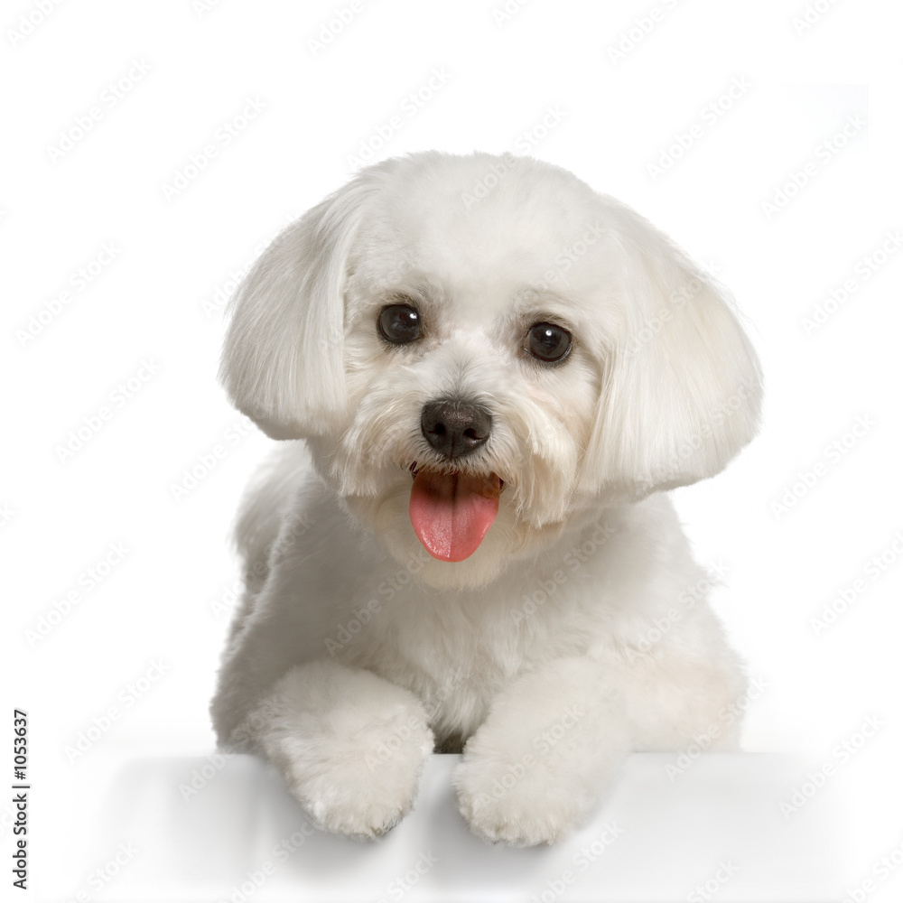 bichon maltais bichon maltais