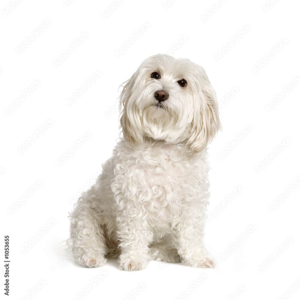 bichon maltais